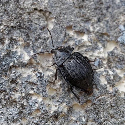 Réf. 258 781 : Phosphuga atrata