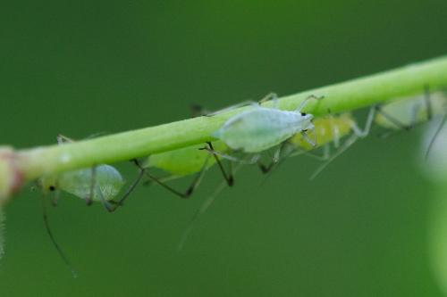 Macrosiphum euphorbiellum