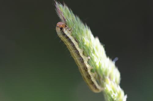 Réf. 258 088 : Apamea scolopacina