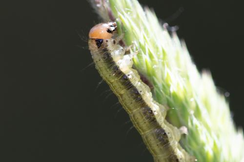 Réf. 258 089 : Apamea scolopacina