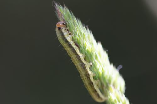 Réf. 258 086 : Apamea scolopacina