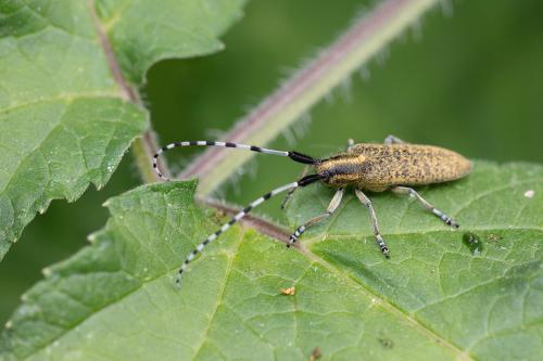 Réf. 258 235 : Agapanthia villosoviridescens
