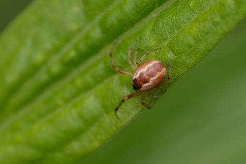 Réf. 258 277 : Anelosimus vittatus