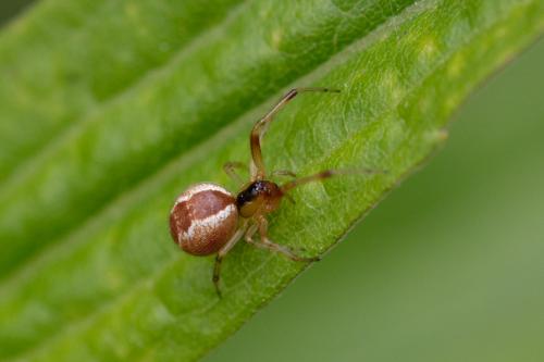 Réf. 258 272 : Anelosimus vittatus