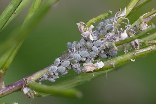 Brevicoryne brassicae
