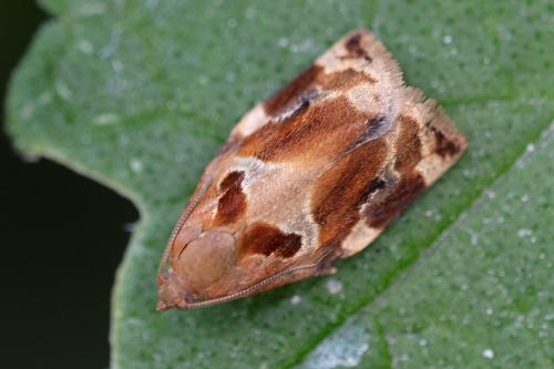 Réf. 258 523 : Archips xylosteana