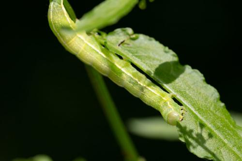 Réf. 258 526 : Orthosia incerta
