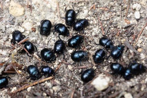 Anoplotrupes stercorosus