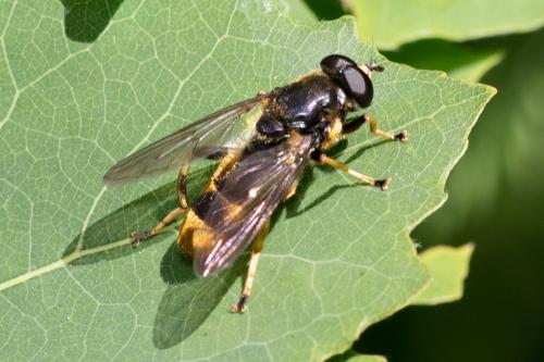 Réf. 258 533 : Xylota sylvarum