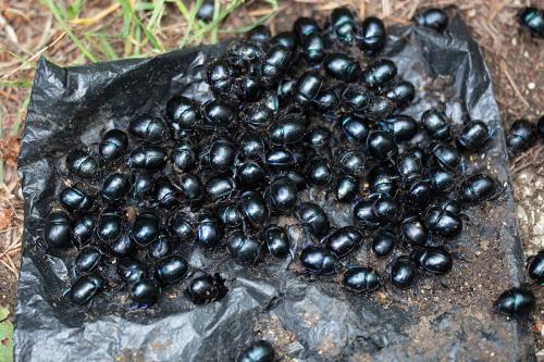 Anoplotrupes stercorosus