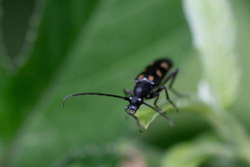Réf. 258 769 : Anoplodera sexguttata