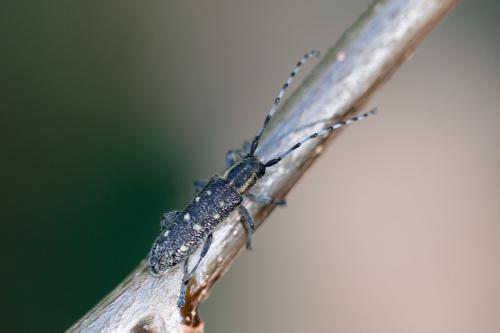 Saperda populnea