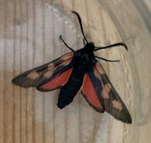 Zygaena trifolii
