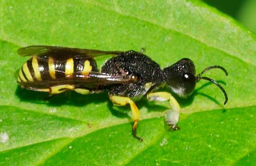 Lestica clypeata