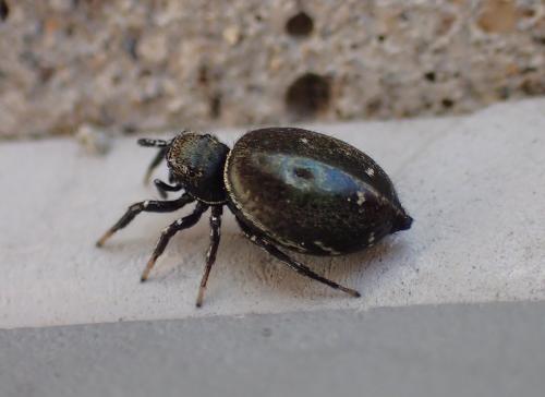 Heliophanus kochii