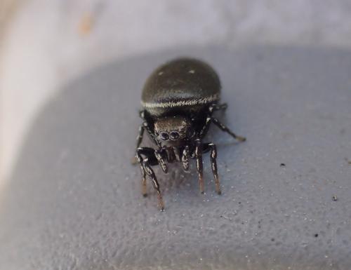 Heliophanus kochii