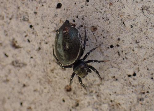 Réf. 258 713 : Heliophanus kochii