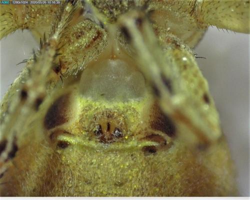 Xysticus kochi