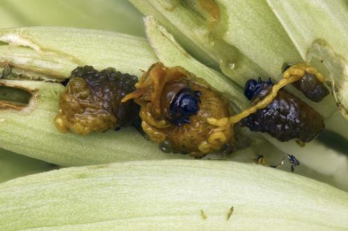 Réf. 258 242 : Lilioceris sp.
