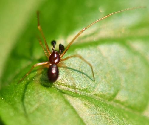 Réf. 258 630 : Neottiura bimaculata