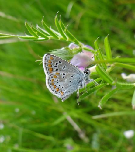 Réf. 258 149 : Aricia sp.