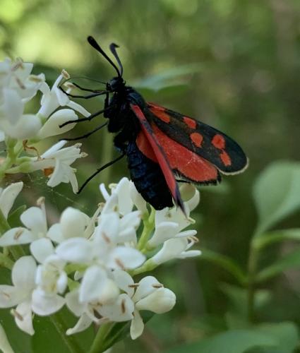 Réf. 258 346 : Zygaena transalpina hippocrepidis