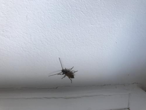 Phymatodes testaceus