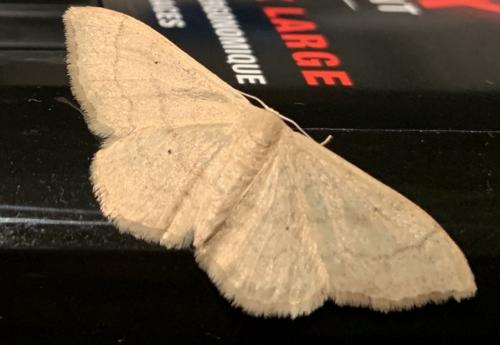 Réf. 258 252 : Idaea straminata