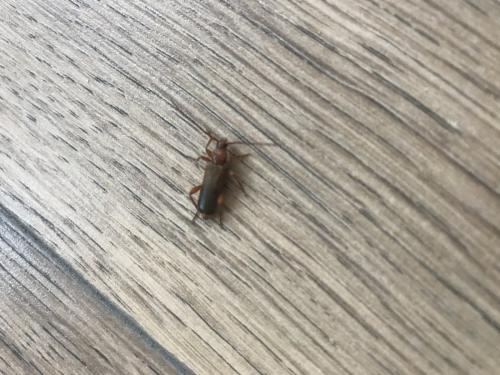 Phymatodes testaceus