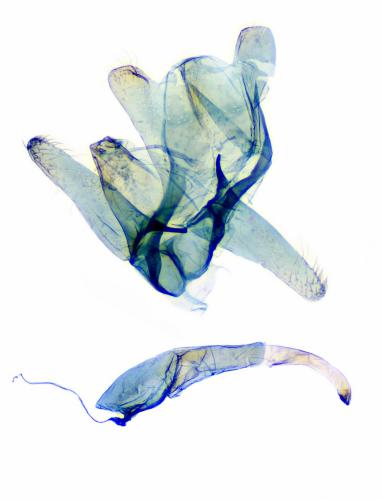 Bucculatrix nigricomella