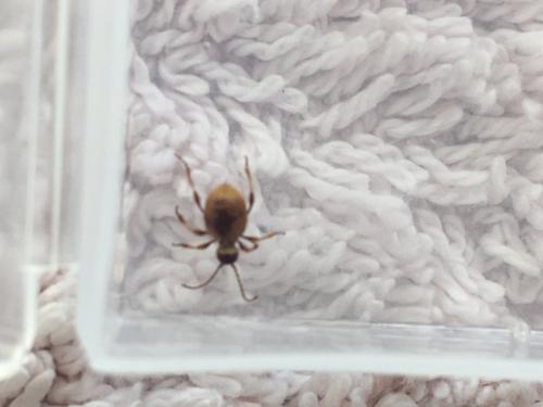 Réf. 258 807 : Niptus hololeucus
