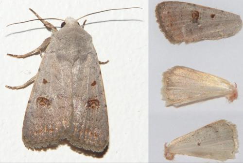 Caradrina sp.