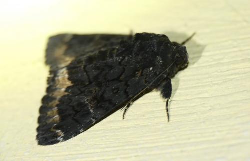 Réf. 258 790 : Catephia alchymista