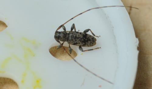 Réf. 258 854 : Leiopus femoratus