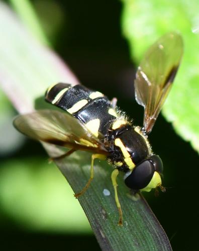Philhelius pedissequus