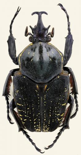 Fornasinius aureosparsa