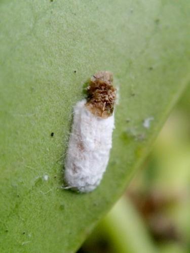 Pulvinaria floccifera