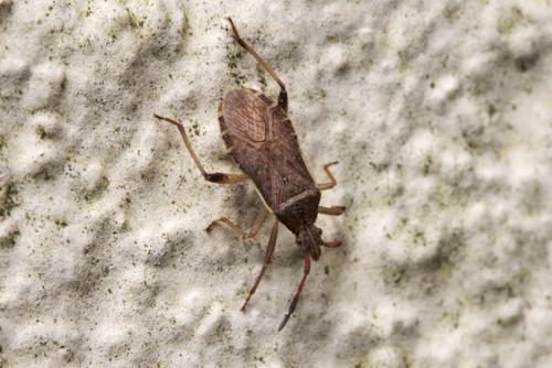 Ceraleptus lividus
