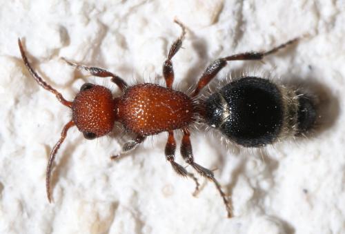 Cystomutilla ruficeps