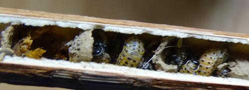 Réf. 258 405 : Eumeninae inconnu