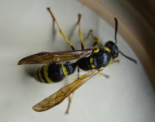 Réf. 258 364 : Symmorphus sp.