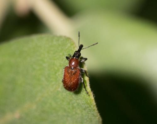 Lasiorhynchites coeruleocephalus