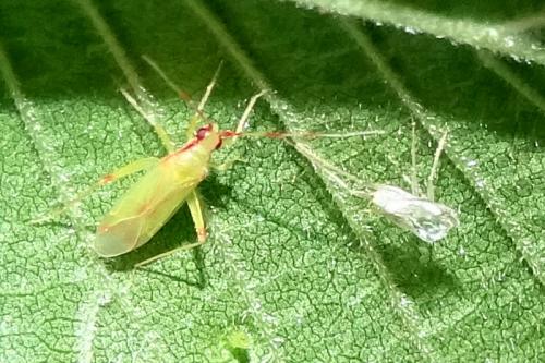 Campyloneura virgula