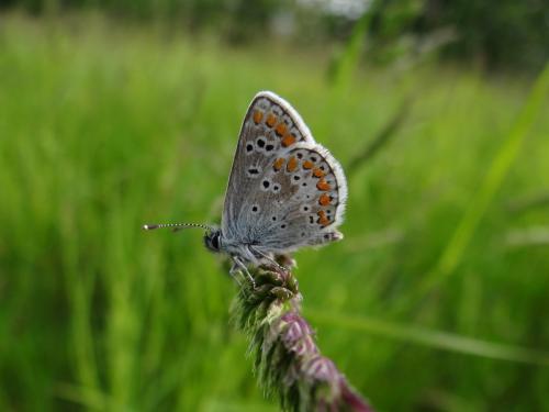 Aricia sp.