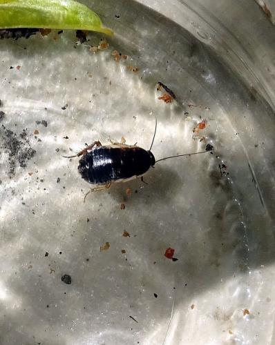 Réf. 258 570 : Loboptera decipiens