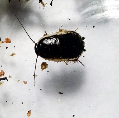 Réf. 258 571 : Loboptera decipiens