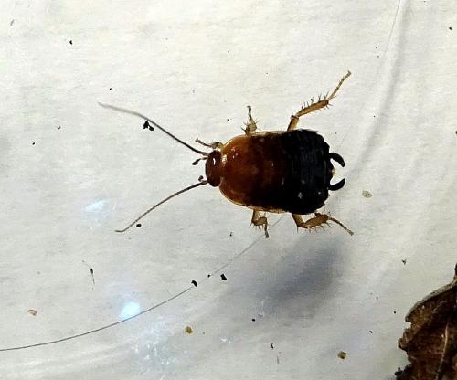 Ectobius sp.