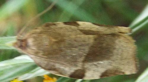 Choristoneura hebenstreitella