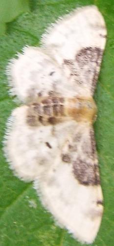 Réf. 258 648 : Idaea filicata