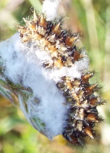 Melitaea didyma